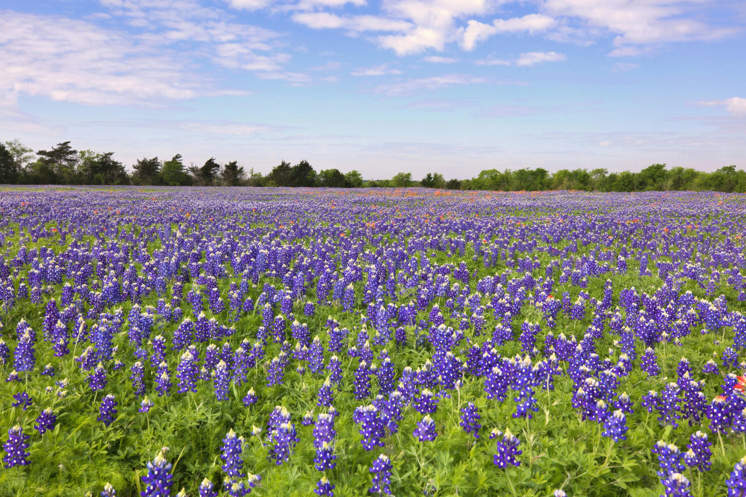 A vibrant field of bluebonnets in full bloom stretches across the Texas landscape under a clear sky.
