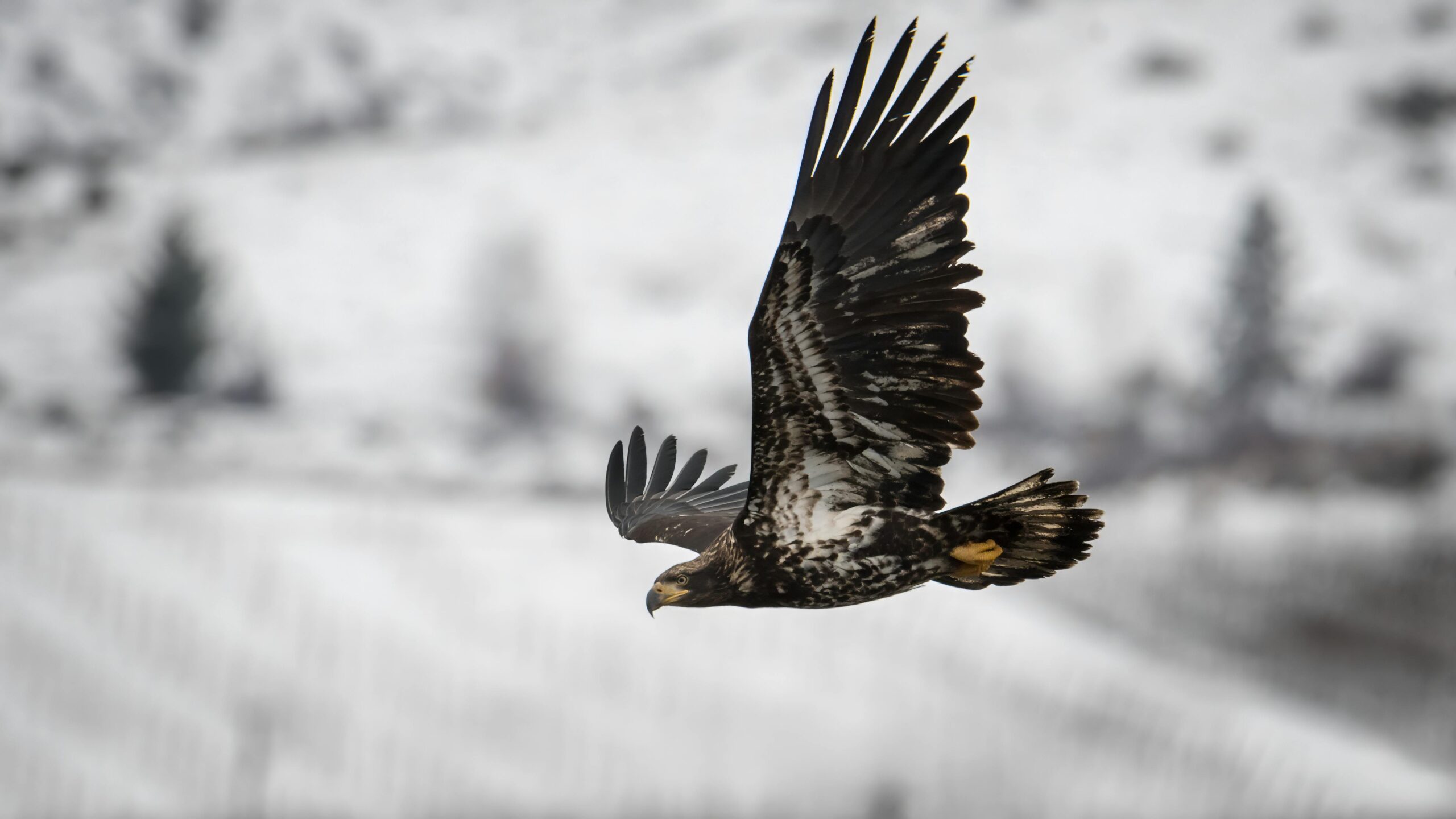 Stunning eagle soaring through snowy skies in Monitor, WA. Captured in nature's beauty.