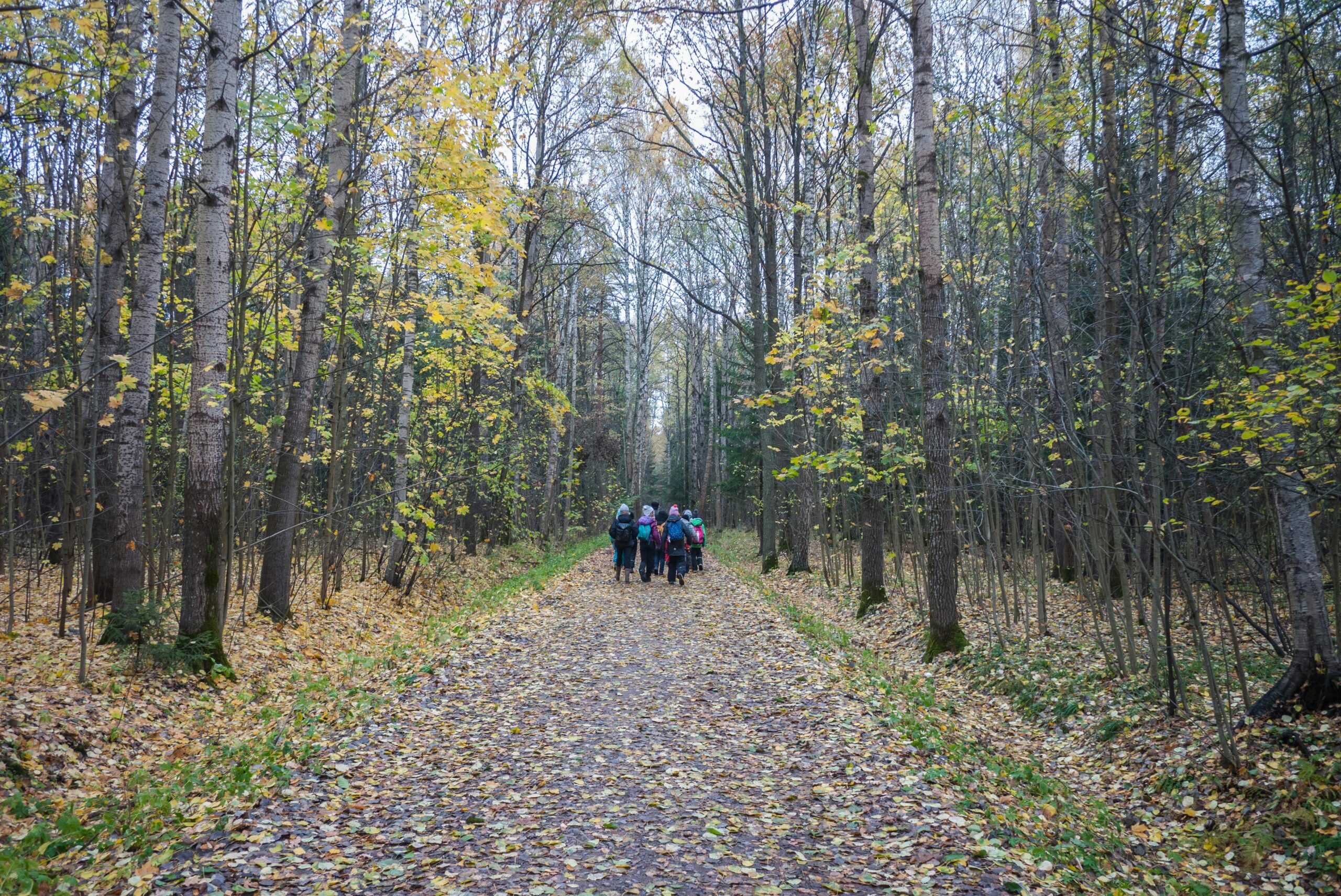 Group of hikers walking on a leaf-covered forest pathway in autumn.