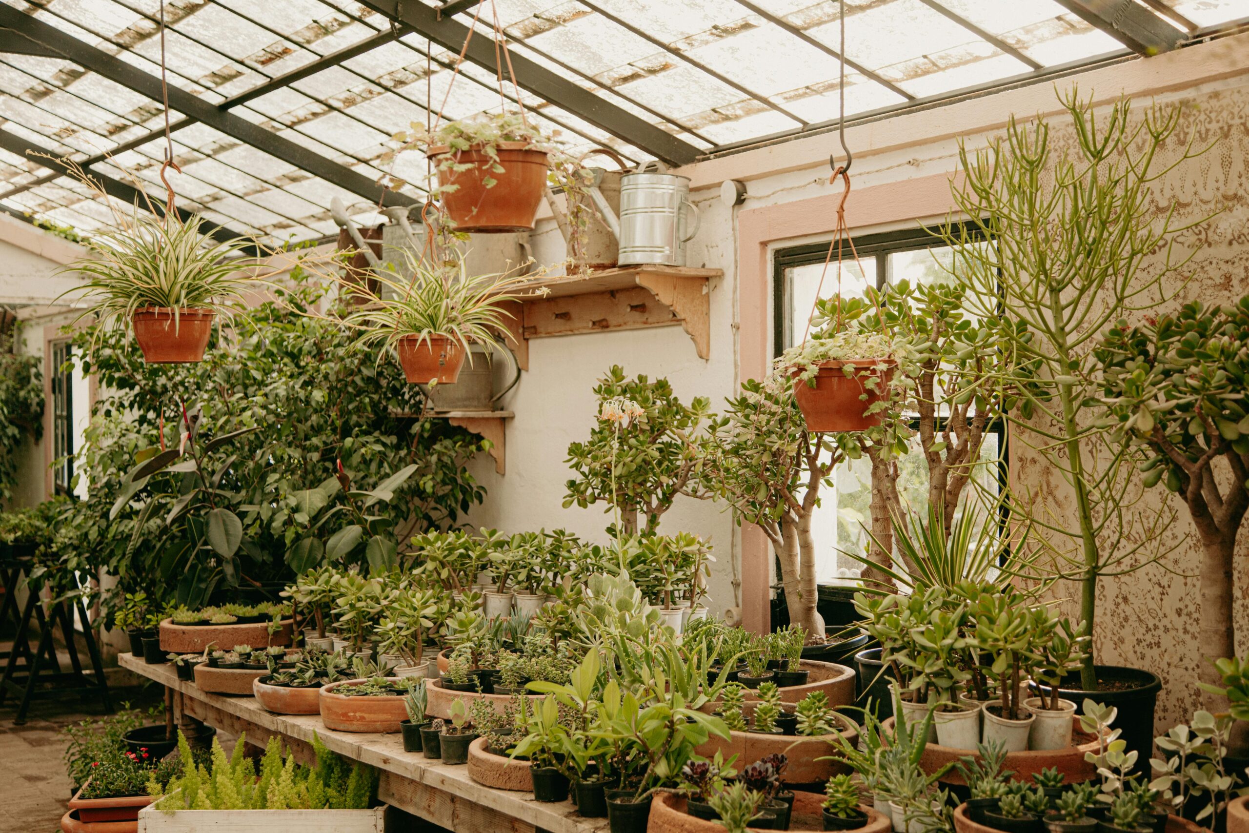 A vibrant indoor greenhouse featuring various potted plants and hanging pots under diffused sunlight.