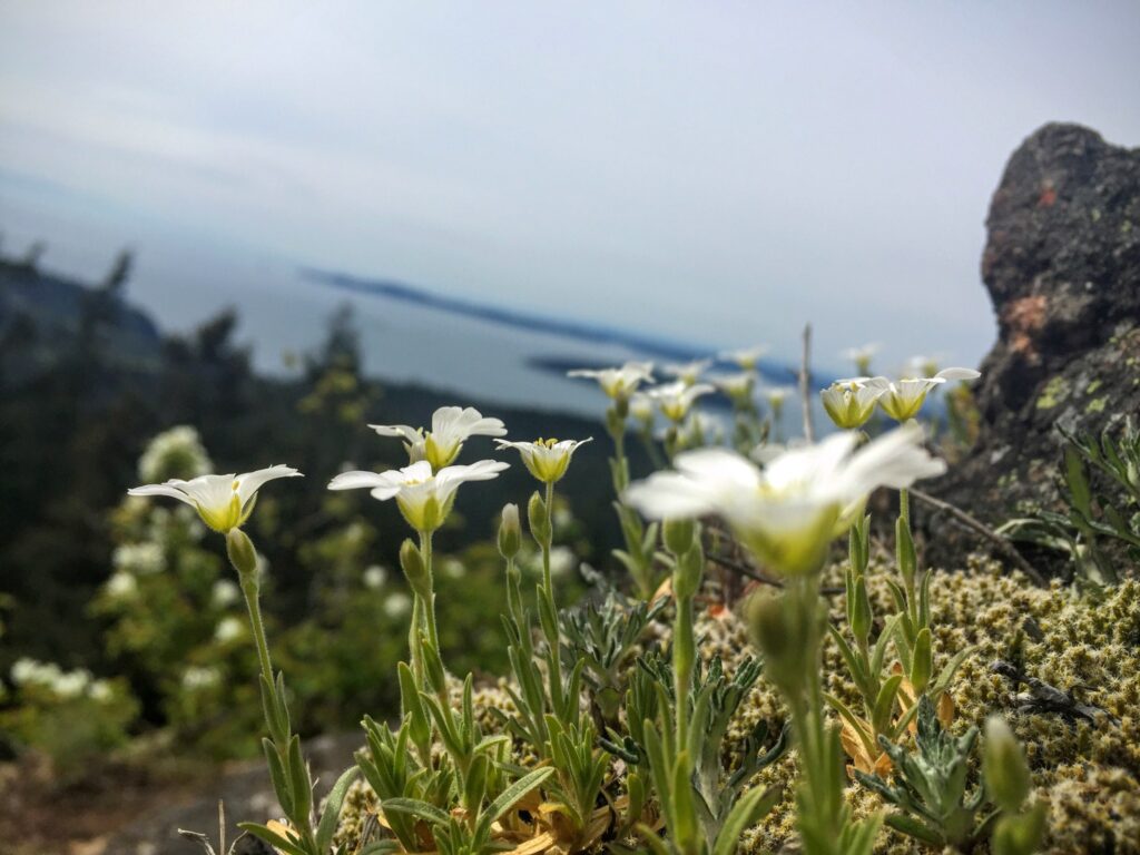 North Chuckanut Mountain Trailhead