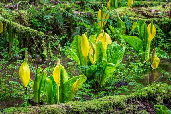 Stimpson Family Nature Reserve