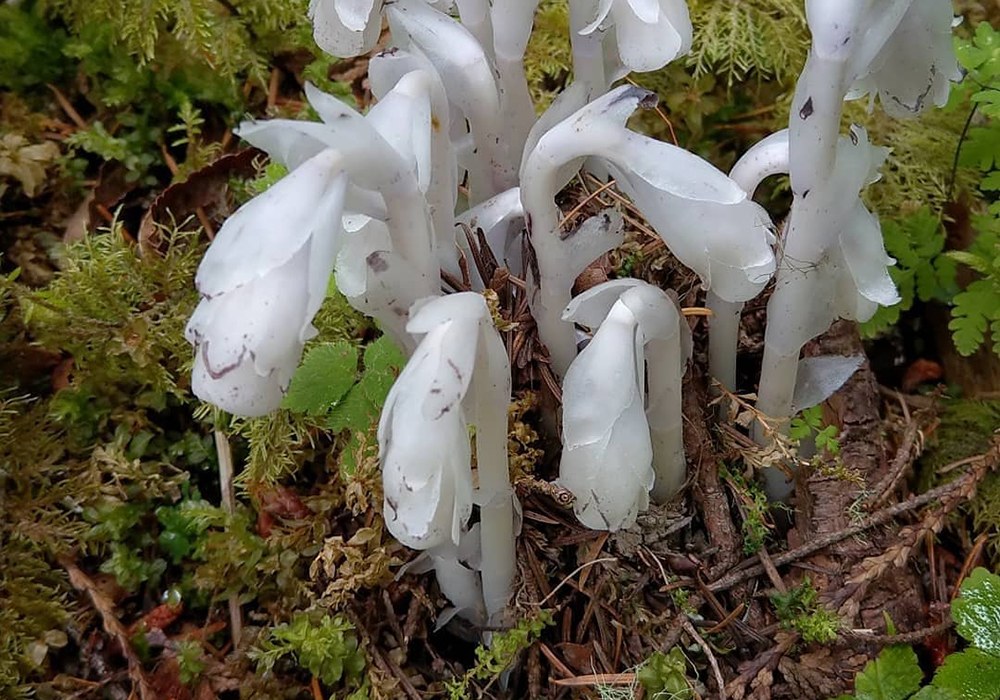 Stimpson Family Nature Reserve